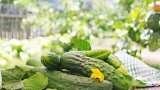Построил «умную грядку»: урожай огурцов вырос на 35% — ничего сложного, тем более, что она обошлась практически даром
