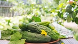 100%-й урожай: садим огурцы правильно — из росточков в мощные кусты