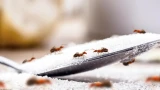 Остановила нашествие муравьёв на кухне: реально помог пошаговый план — ушли навсегда