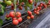 5 удобрений для томатов: добавляю весной в лунку — поднимают урожай на 67%