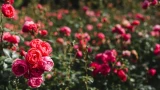 Весенняя подкормка для роз: таких вы ещё не видели — разбудите цветы за 6-7 дней