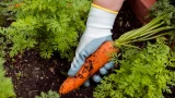 Удобрение за 20 рублей: как вырастить ровную и сладкую, как конфеты, морковь — это нужно знать до высадки