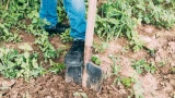 Это не почва истощена, это уход неверный: оживляем грунт для рекордного урожая картофеля