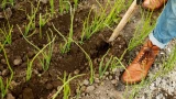 Минусы посадки озимого лука: 3 медвежьих услуги — агрономы не советуют так сажать