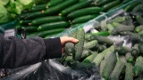 Урожай огурцов — по 20 кг с куста: просто сыплю под каждый крахмал