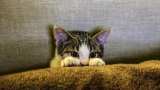 Езда на пятой точке: как понять, что у кота глисты, — такое поведение должно вас насторожить