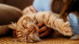 Кошачьи повадки: по какой причине питомцы пинаются задними лапами — что это означает