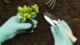Рассада заморозки спокойно проживает: как защитить растения — 5 проверенных способов