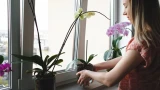 3 подкормки для комнатных цветов: творят настоящие чудеса — красота без хлопот