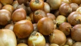 Самая сильная подокормка для лука: урожай попрёт вёдрами — 3 копеечных продукта помогут