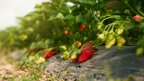 Крестоцветная блошка вам больше не угрожает — 7 способов борьбы с вредителем: клубника под защитой, а химию даже доставать не пришлось
