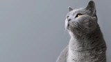 Никогда не заводите их у себя дома: 3 породы кошек, которые не подходят новичкам — не справитесь с ними