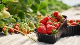 Дамские сумочки на весну 2025: король аксессуаров — 4 самые стильные модели