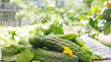 Кормушка с удобрениями творит чудеса: с 1 кв. м. собираю по 10 кг огурцов — урожай такой большой, что можно продавать