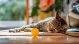 Моя кошка чуть не погибла из-за таракана: вот что нужно знать каждому хозяину