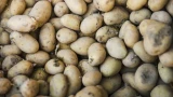 Секреты посадки картофеля: соберёте кучу вёдер огромных и вкусных клубней — 3 правила по подкормке