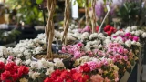 Сад без хлопот: 10 самых неприхотливых цветов — как выбрать многолетники и однолетники