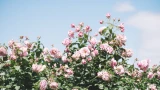 Розы будут цвести пышным кустом, а не куцыми одиночками: подвязываем цветы особым методом — природу можно перехитрить