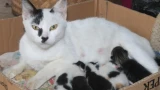 Кошка может бросить котят: почему это происходит — как хозяевам действовать в такой ситуации