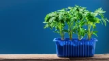 Новая техника высадки томатов: урожай больше, а лунок меньше — куст к кусту