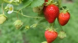Убийцы клубники: спасаемся от клещей и нематоды — собираем урожай на зависть соседям