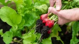 Редиска прёт как на дрожжах: 3 секрета максимального урожая — сочные и крупные корнеплоды без горечи