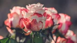 Дача тренера Татьяны Тарасовой напоминает райский сад: она утопает в цветах — интерьер комнат тоже впечатляет