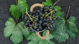 Финский раствор для чёрной смородины — тли как не бывало: никаких вредителей за 5 минут