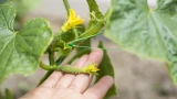 Огуречная грядка по фэншую: 8 секретов для сбора ведер с кустов — плюс советы по защите от медведки