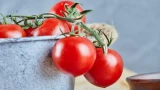 Подсыпьте в лунку с томатами: урожай будет отменным — 4 добавки хорошо работают