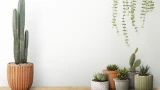 Выбрасывайте и даже не думайте: 5 видов комнатных растений, от которых уже никакой пользы — вам такие не нужны