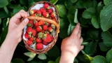 Всего 1 подкормка из 3 компонентов: собираю до 45 кг клубники — метод не требует затрат