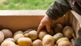 Крупный картофель размером с ладонь: 3 простейших подкормки для роста — тонкость в пропорциях