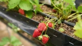 Клубника без серой гнили и долгоносика: проведите обработки во время цветения — спасёте урожай