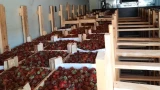 Более 3 тонн «безопасной» киргизской клубники разлетаются с прилавков в Мурманской области