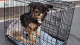Прокуратура потребовала от РЖД внести изменения в правила перевозки раненых в ходе СВО животных