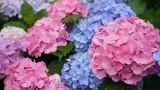 Будут пышные шапки: какие гортензии обрезать весной