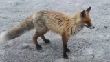 Рыжая лисичка отдохнула на детской площадке в Заполярном