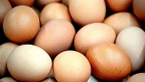 Гусиные и утиные яйца не продают в магазинах: есть серьезная причина — почему они могут быть опасны