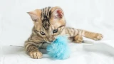 Какие игрушки купить для кошек: секреты кошачьего зрения и предпочтений — подойдёт не любая побрякушка