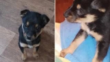 Пенсионерка из Мурманска ищет дом двухмесячному щеночку-подкидышу