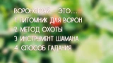 Угадает только тот, у кого есть языковая интуиция: что означает славянское слово «воронограй» — проверьте себя