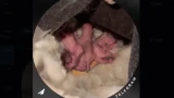 У спасенных белок из Апатитов родилось пятеро малышей