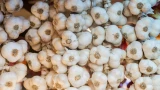 Уход за озимым чесноком в июне: 3 лучших подкормки — мощный урожай с крупными головками будет уже скоро