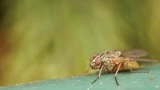 Луковая муха — опасный вредитель, с которым можно бороться: 5 простых правил