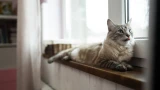 Кошка одна дома: на сколько можно оставить в одиночестве — 4 правила уезда, если у вас питомец