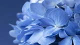 Секрет пышной гортензии — 3 подкормки в мае: будет радовать вас весь сезон