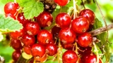Некоторые садоводы совершают роковые ошибки: из-за этого напрасно ждут большого урожая смородины — его не будет