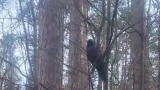 В Мурманске ищут пропавшего попугая, а в Мончегорске пытаются помочь ворону с поврежденным крылом