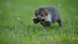 Ночной кошмар дачника: спасаемся от грозной ласки — расхититель курятников больше не будет вам страшен